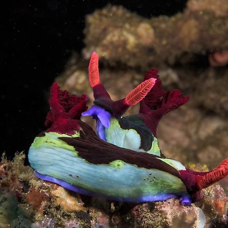 Deluna Diving Resort Пуерто Галера Екстериор снимка
