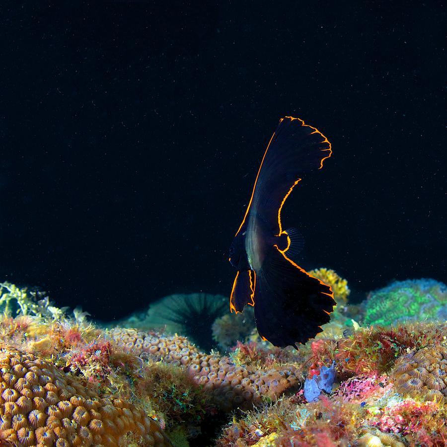 Deluna Diving Resort Пуерто Галера Екстериор снимка