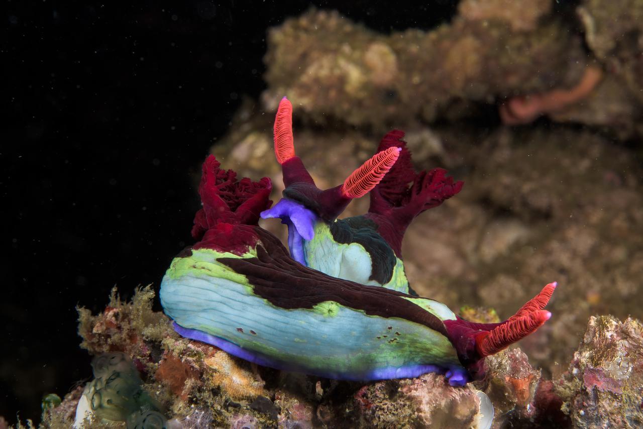 Deluna Diving Resort Пуерто Галера Екстериор снимка