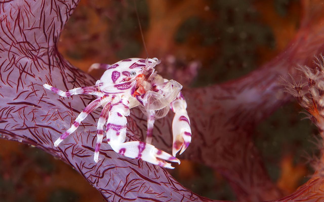 Deluna Diving Resort Пуерто Галера Екстериор снимка
